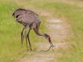 Sandhill Cranes hunting a snake - Orlando Wetlands Park - Orange County, April 18, 2022