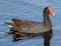 Common Gallinule - Circle B Bar Reserve - Polk County, April 20, 2022