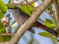 Gray Catbird - Fort De Soto Park - Pinellas County, April 21, 2022