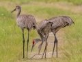 Sandhill Cranes hunting a snake - Orlando Wetlands Park - Orange County, April 18, 2022