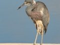 Tricolored Heron - Circle B Bar Reserve - Polk County, April 20, 2022