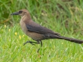 Boat-tailed Grackle - Sweetwater Wetlands Park - Alachua County, April 16, 2022