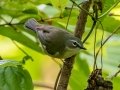 Black-throated Blue Warbler - Audubon Corkscrew Swamp Sanctuary - Collier County, April 27, 2022