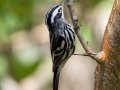 Black-and-white Warbler - Fort De Soto Park - Pinellas County, April 21, 2022