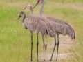 Sandhill Cranes hunting a snake - Orlando Wetlands Park - Orange County, April 18, 2022