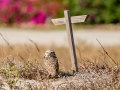Burrowing Owl - Cape Coral Public Library - Lee County, April 23, 2022