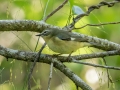 Black-throated Blue Warbler - Audubon Corkscrew Swamp Sanctuary - Collier County, April 27, 2022