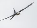 Swallow-tailed Kite - 23288 County Road 12 -  Bristol - Liberty County, April 14, 2022
