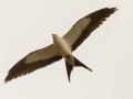 Swallow-tailed Kite - 23288 County Road 12 -  Bristol - Liberty County, April 14, 2022