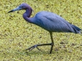 Little Blue Heron - Audubon Corkscrew Swamp Sanctuary - Collier County, April 27, 2022