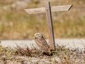 Burrowing Owl - Pelican Blvd Baseball Fields - Lee County, April 23, 2022