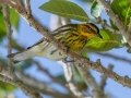 Cape May Warbler - Fort De Soto Park - Pinellas County, April 21, 2022