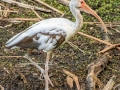 White Ibis - Audubon Corkscrew Swamp Sanctuary - Collier County, April 27, 2022