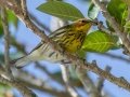 Cape May Warbler - Fort De Soto Park - Pinellas County, April 21, 2022
