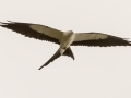 Swallow-tailed Kite - 23288 County Road 12 -  Bristol - Liberty County, April 14, 2022