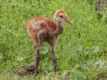 Sandhill Crane (juvenile) - Sweetwater Wetlands Park - Alachua County, April 16, 2022