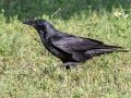 Fish Crow- Fort De Soto Park - Pinellas County, April 21, 2022
