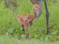 Sandhill Crane - Sweetwater Wetlands Park - Alachua County, April 16, 2022