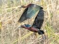 Glossy Ibis- St Marks NWR - Stoney Bayou 1 and Twin Dikes - Wakulla County, April 15, 2022
