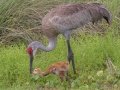 Sandhill Cranes - Sweetwater Wetlands Park - Alachua County, April 16, 2022