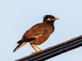 Common Myna - 21050 Southwest 392nd Street, Homestead - Miami-Dade County, April 29, 2022