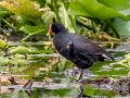 Common Gallinule with Chick- Orlando Wetlands Park - Orange County, April 18, 2022