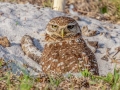 Burrowing Owl - Pelican Blvd Baseball Fields - Lee County, April 23, 2022