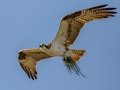 Osprey carrying nest material - Fort De Soto Park - Pinellas County, April 21, 2022