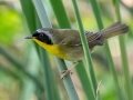 Common Yellowthroat - Oscar Scherer SP -Sarasota County, April 22, 2022