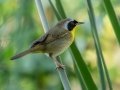 Common Yellowthroat - Oscar Scherer SP -Sarasota County, April 22, 2022