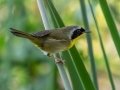 Common Yellowthroat - Oscar Scherer SP -Sarasota County, April 22, 2022