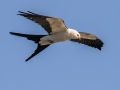 Swallow-tailed Kite -  J N Ding Darling - Wildlife Drive - Lee County, April 24, 2022