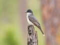 Eastern Kingbird  - 23288 County Road 12 -  Bristol - Liberty County, April 14, 2022