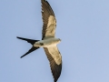 Swallow-tailed Kite - Black-and-white Warbler - J N Ding Darling - Wildlife Drive - Lee County, April 24, 2022