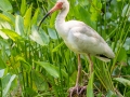 White Ibis - Audubon Corkscrew Swamp Sanctuary - Collier County, April 27, 2022
