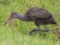 Limpkin - Sweetwater Wetlands Park - Alachua County, April 16, 2022