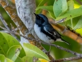 Black-throated Blue Warbler -  J N Ding Darling - Wildlife Drive - Lee County, April 24, 2022
