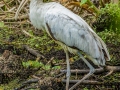 Wood Stork - Audubon Corkscrew Swamp Sanctuary - Collier County, April 27, 2022