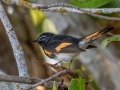 American Redstart - J N Ding Darling - Wildlife Drive - Lee County, April 24, 2022