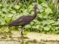 Glossy Ibis (juvenile) - Orlando Wetlands Park - Orange County, April 18, 2022