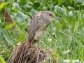 Black-crowned Night-Heron - Audubon Corkscrew Swamp Sanctuary - Collier County, April 27, 2022