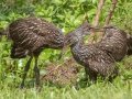 Limpkin - Sweetwater Wetlands Park - Alachua County, April 16, 2022