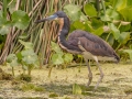 Tricolored Heron - Orlando Wetlands Park - Orange County, April 18, 2022