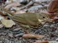 Ovenbird - Dagny Johnson Key Largo Hammock Botanical SP - Monroe County, April 30, 2022