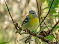 Northern Parula - Circle B Bar Reserve - Polk County, April 20, 2022