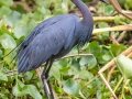 Little Blue Heron - Audubon Corkscrew Swamp Sanctuary - Collier County, April 27, 2022