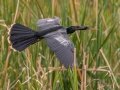 Anhinga - Orlando Wetlands Park - Orange County, April 18, 2022