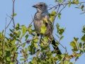 Florida Scrub-Jay - Oscar Scherer SP -Sarasota County, April 22, 2022