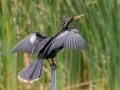 Anhinga - Orlando Wetlands Park - Orange County, April 18, 2022