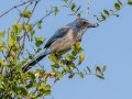 Florida Scrub-Jay - Oscar Scherer SP -Sarasota County, April 22, 2022